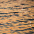 Golden Ripples - Skew'd