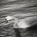 Graceful Waters - Skew'd