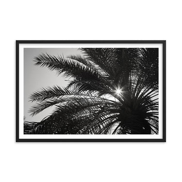 Starburst Palm - Skew'd