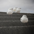 The Gull Squad - Skew'd